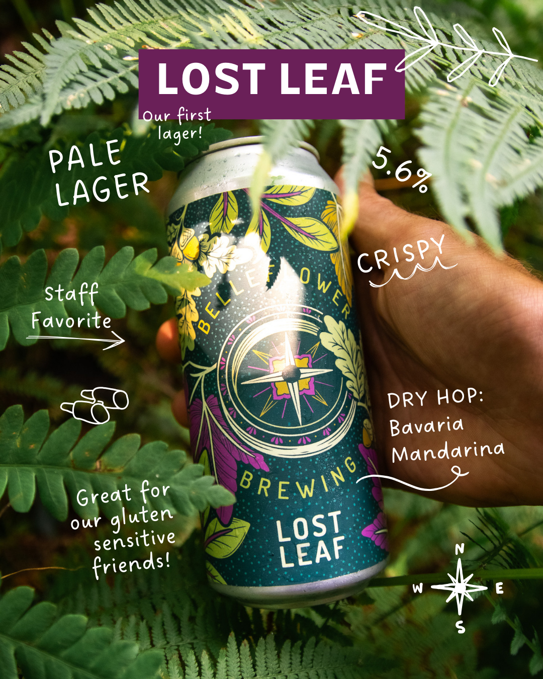 4pk Lost Leaf | Belleflower Brewing Company